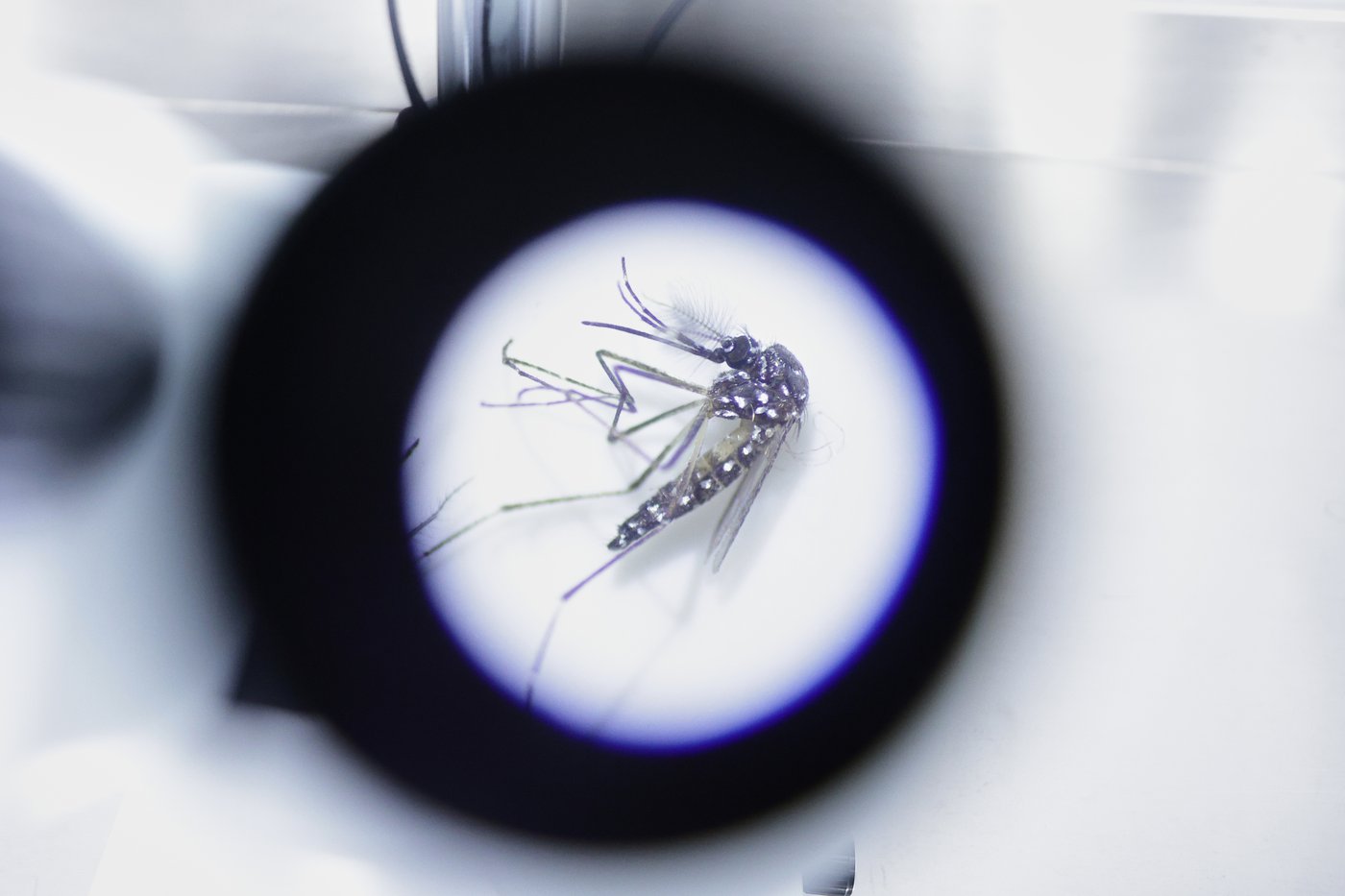 Mosquito Satiety Signal Found in Gut—Potential for New Pest Control & Appetite Research - News Directory 3